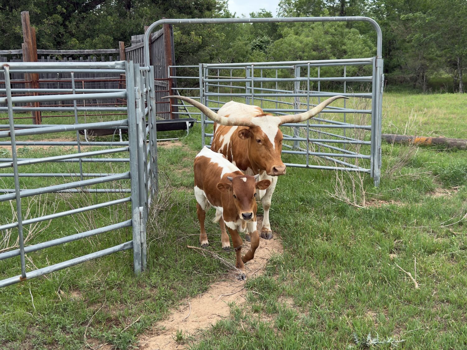 RLG Longhorns Ranch